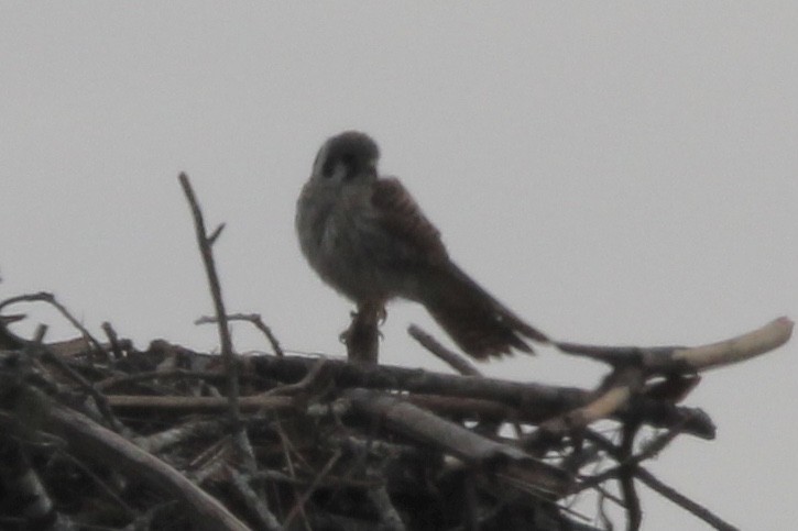 American Kestrel - ML623458521