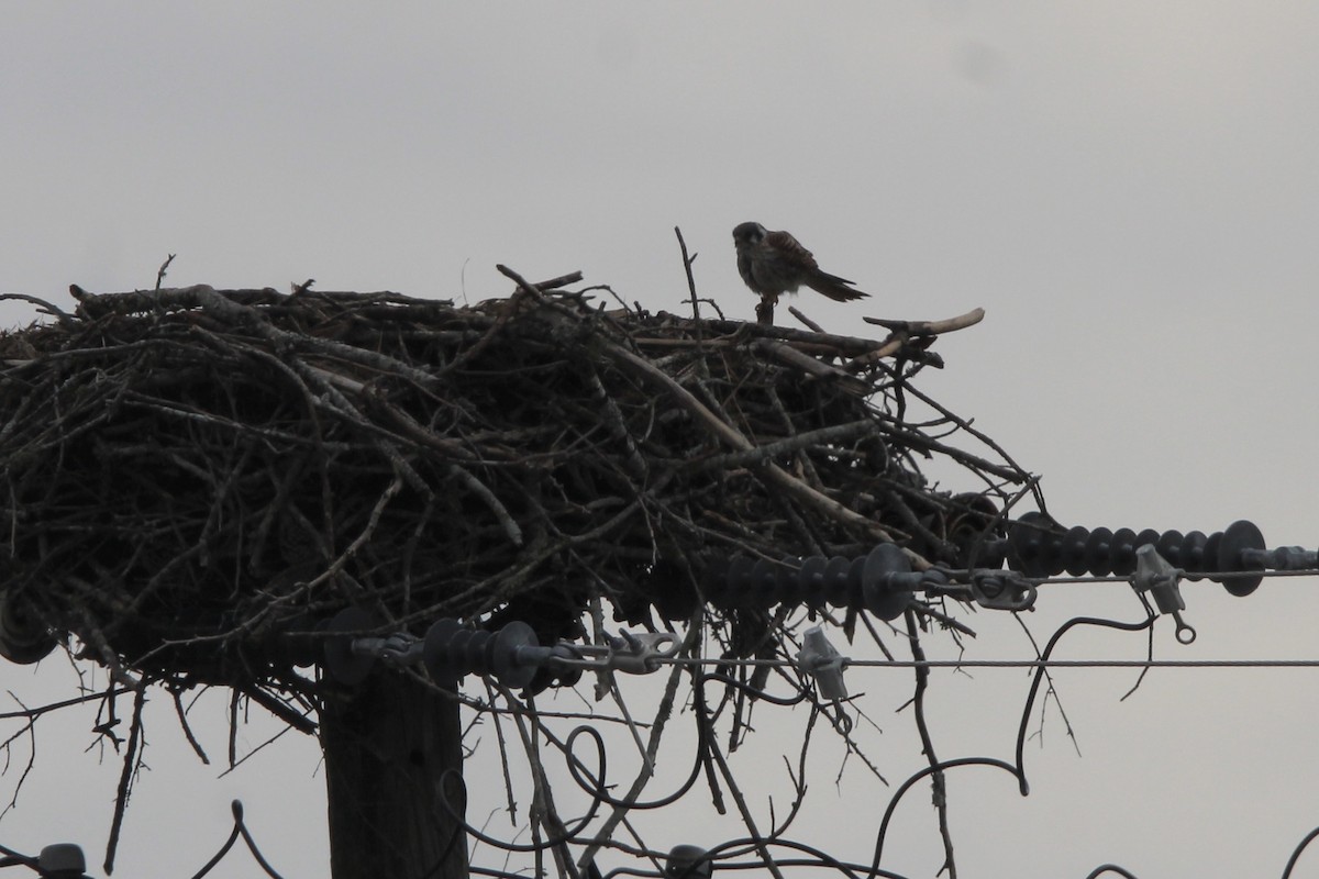 American Kestrel - ML623458522