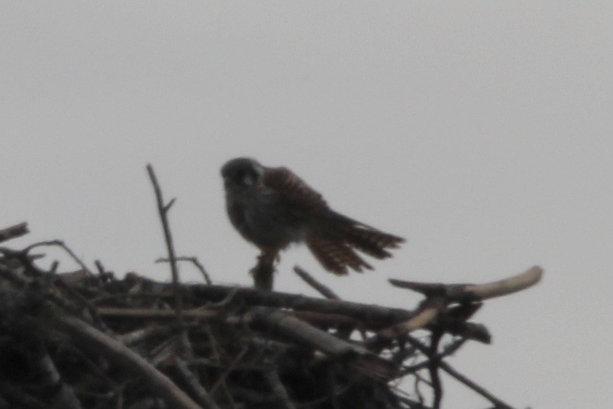 American Kestrel - ML623458523