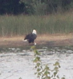 Bald Eagle - ML623458576