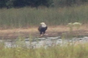 Bald Eagle - ML623458577