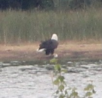 Bald Eagle - ML623458578