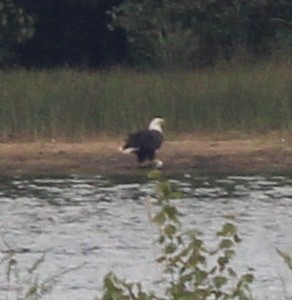 Bald Eagle - ML623458579