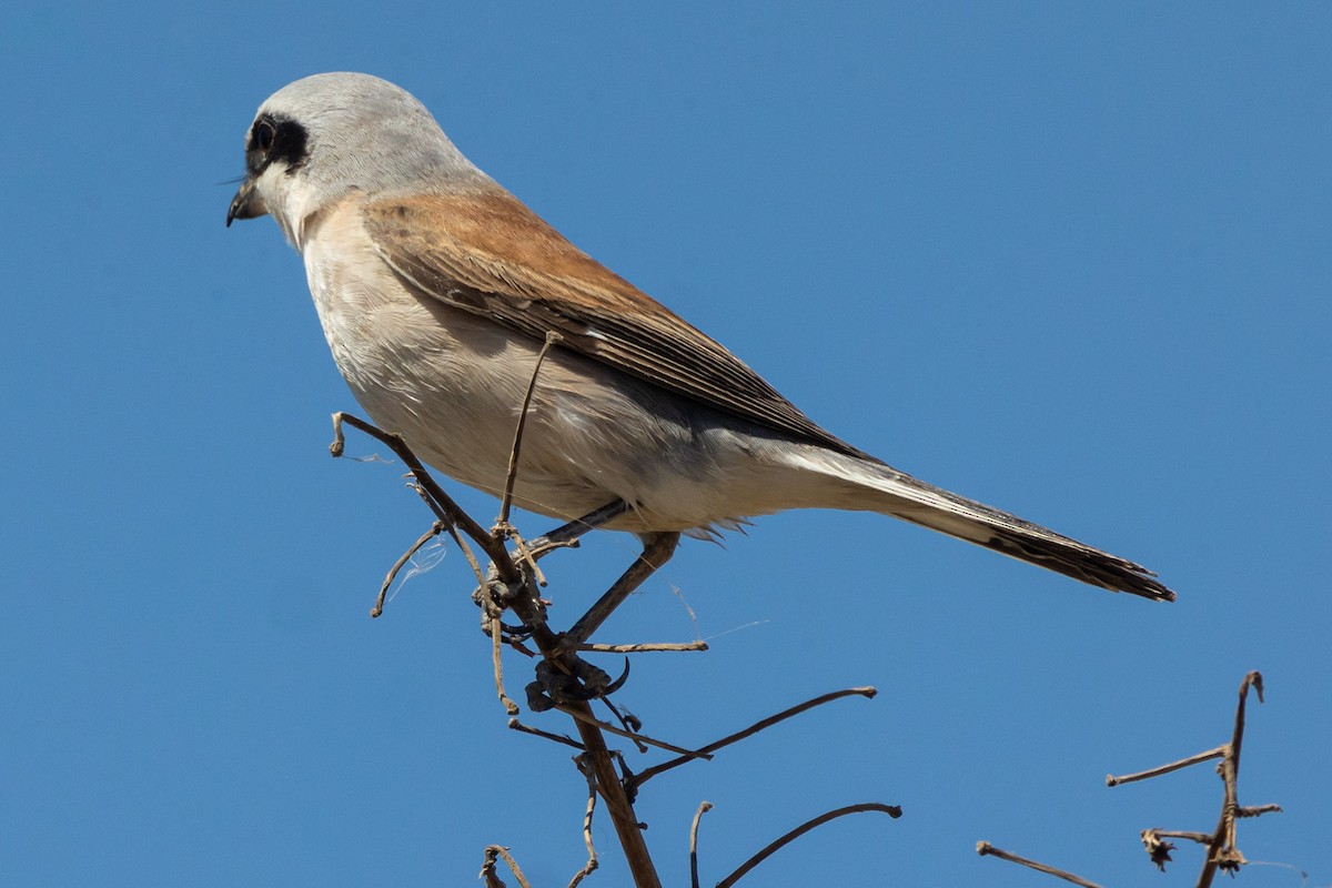 Red-backed Shrike - Oren Shatz