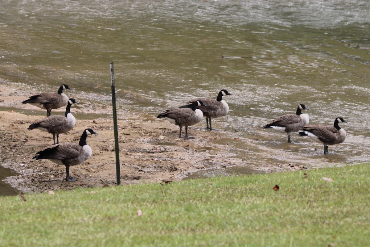 Canada Goose - ML623458605