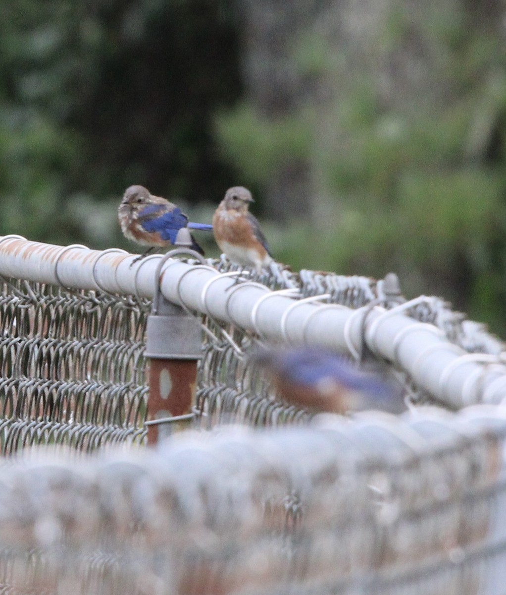 Eastern Bluebird - ML623458625