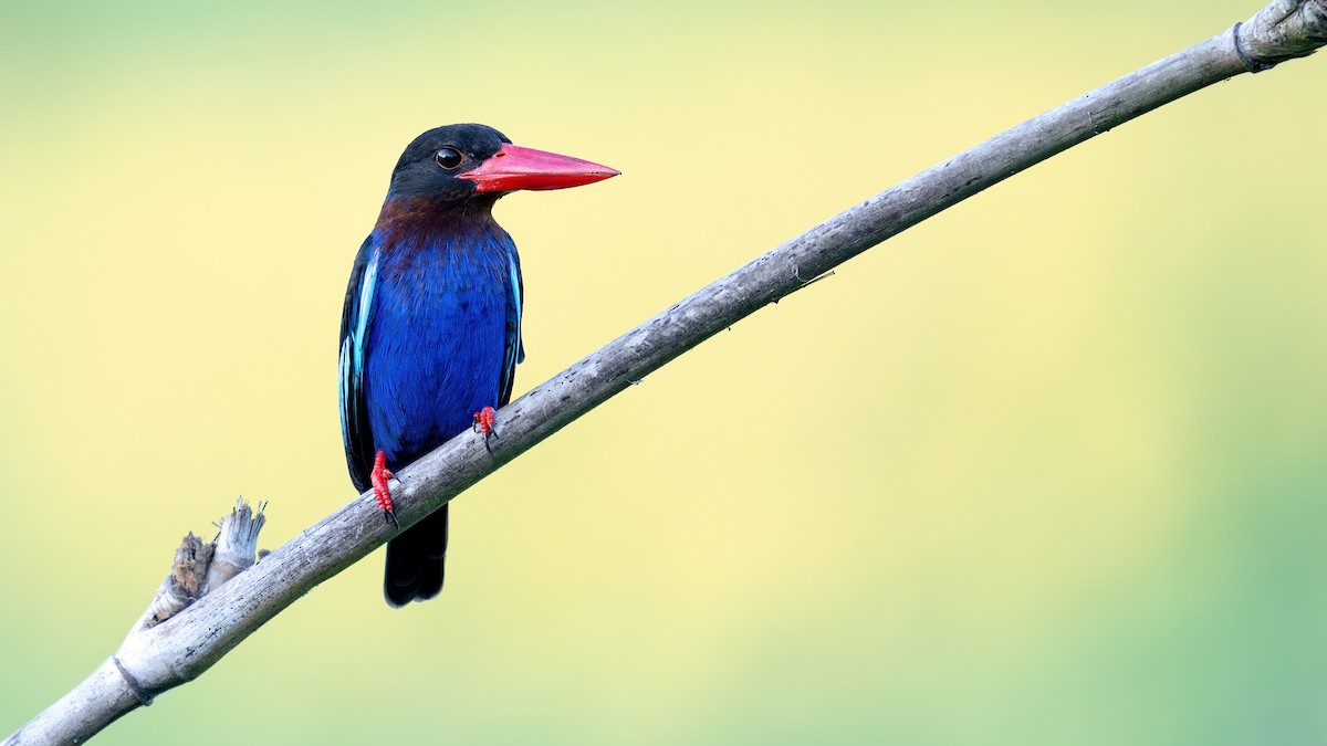 Javan Kingfisher - xiwen CHEN