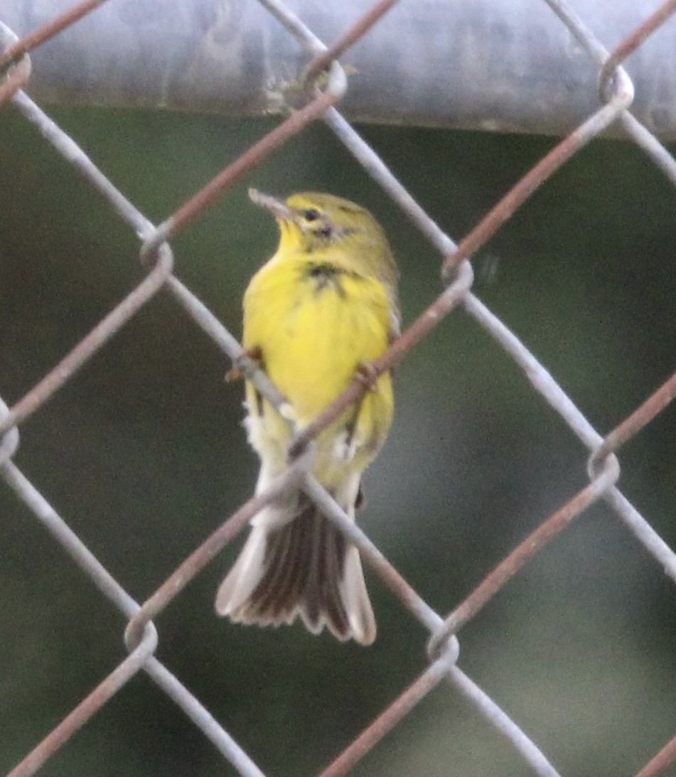 Pine Warbler - ML623458730