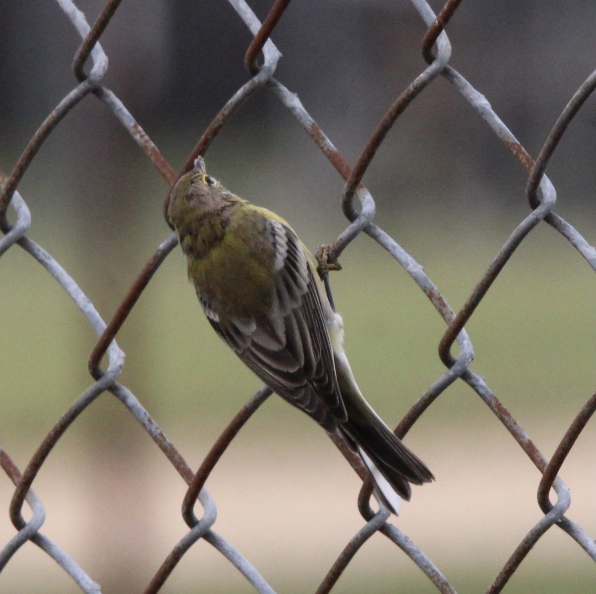 Pine Warbler - ML623458731