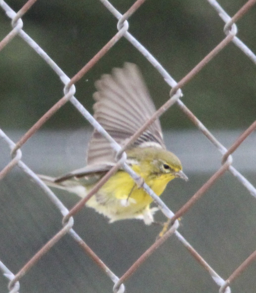 Pine Warbler - ML623458732