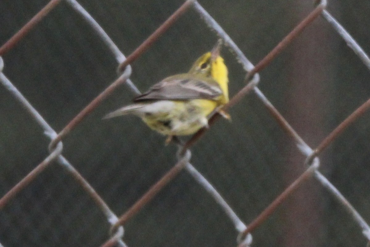 Pine Warbler - Susan Wood