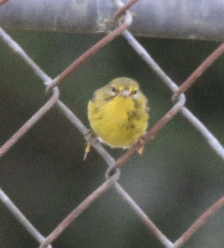 Pine Warbler - ML623458734