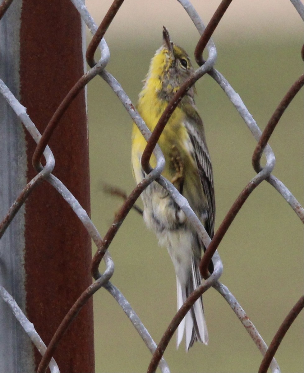 Pine Warbler - ML623458735