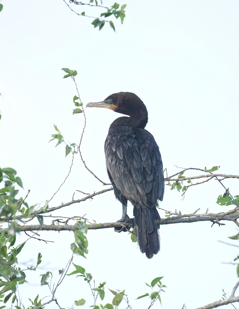 Cormoran vigua - ML623458772