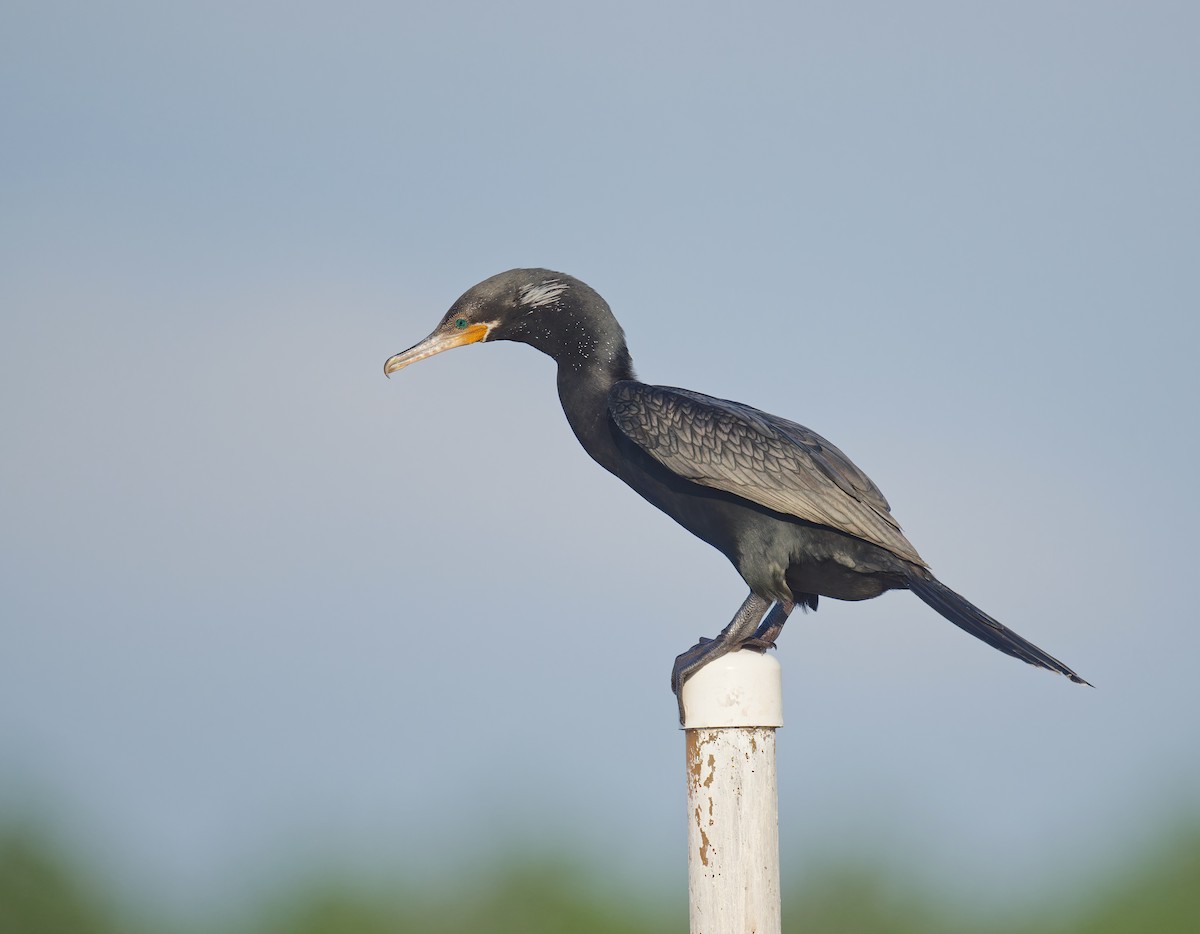 Neotropic Cormorant - ML623458774