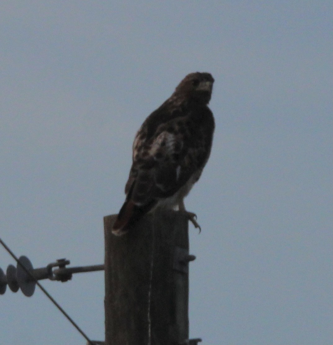 Red-tailed Hawk - ML623458803