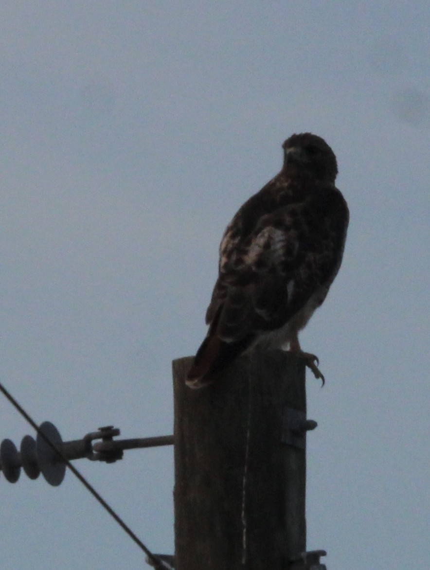 Red-tailed Hawk - ML623458804