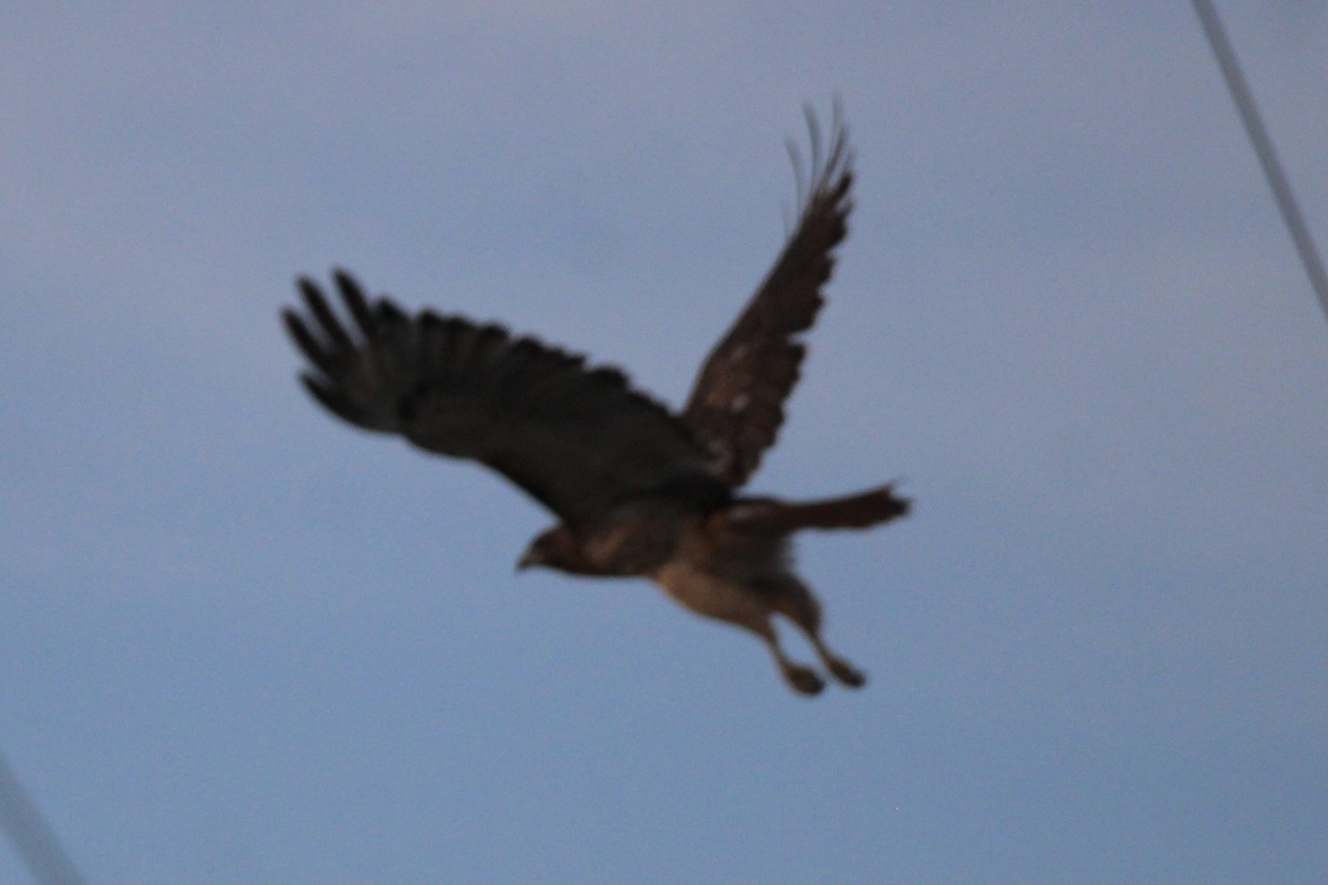 Red-tailed Hawk - ML623458805