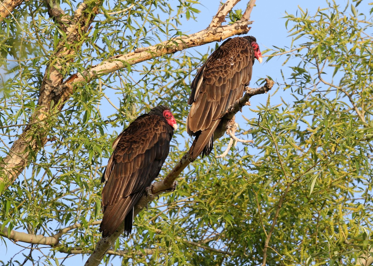 Turkey Vulture - ML623458807