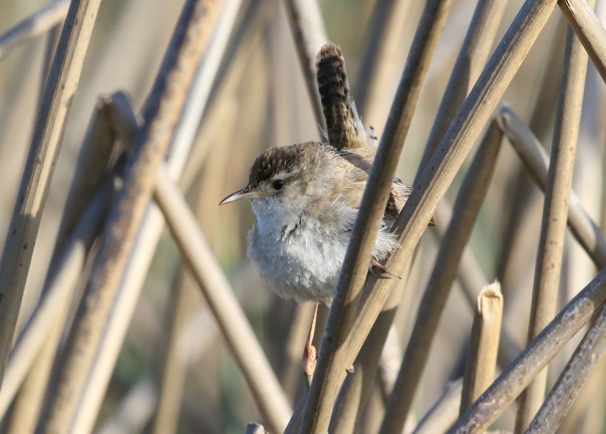 Marsh Wren - ML623458880