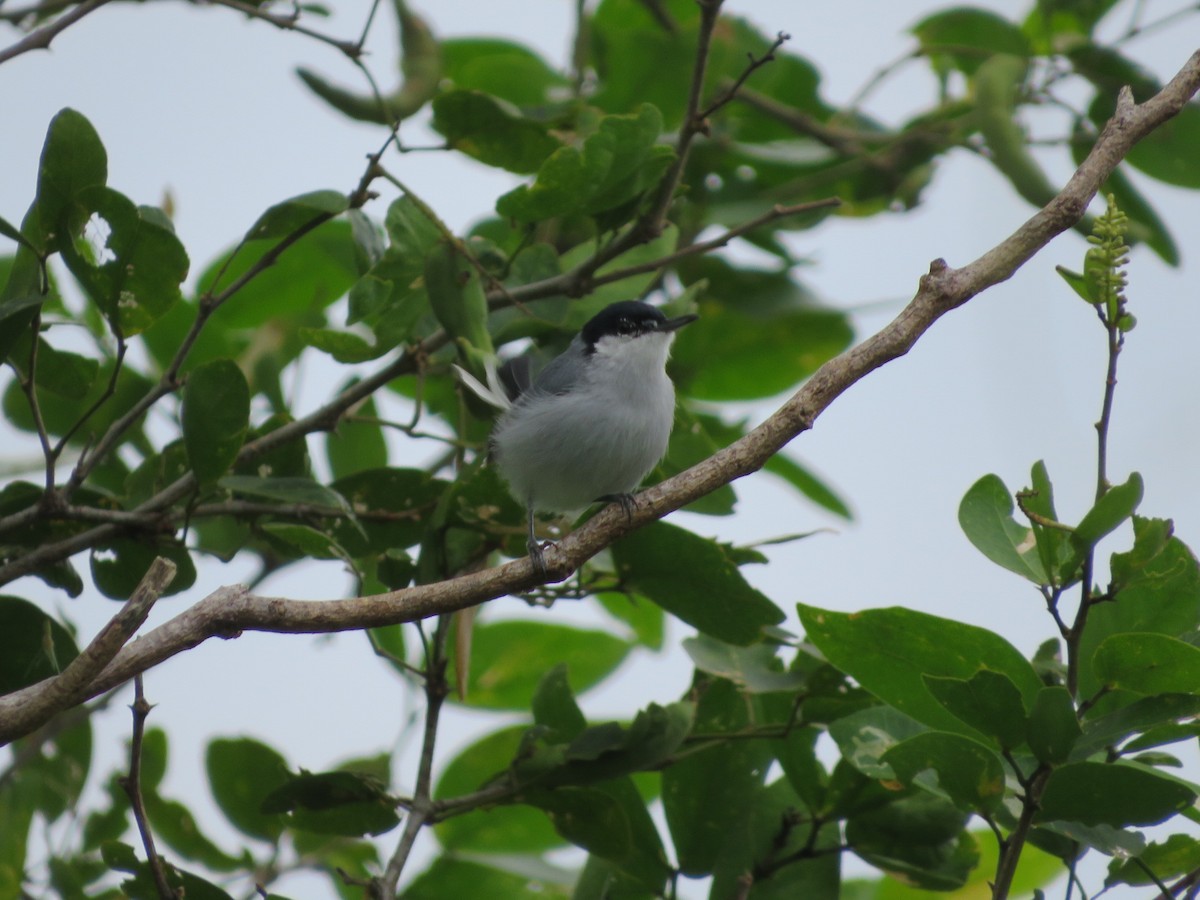 White-lored Gnatcatcher - Sabrina Guzmán