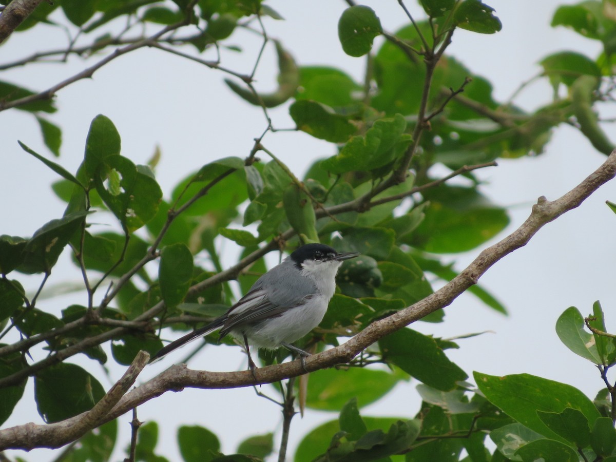 White-lored Gnatcatcher - Sabrina Guzmán