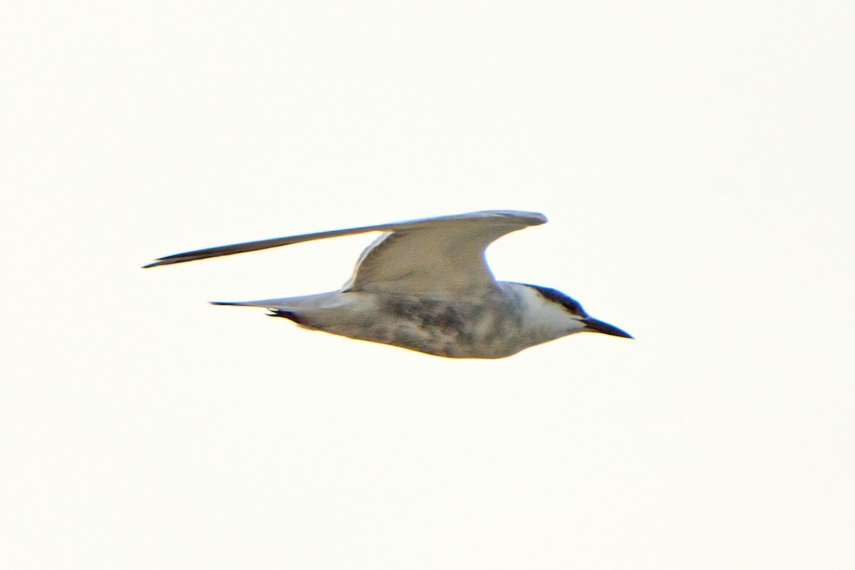 Whiskered Tern - ML623459015