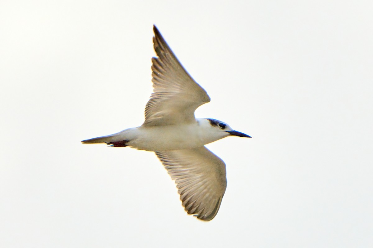 Whiskered Tern - ML623459018