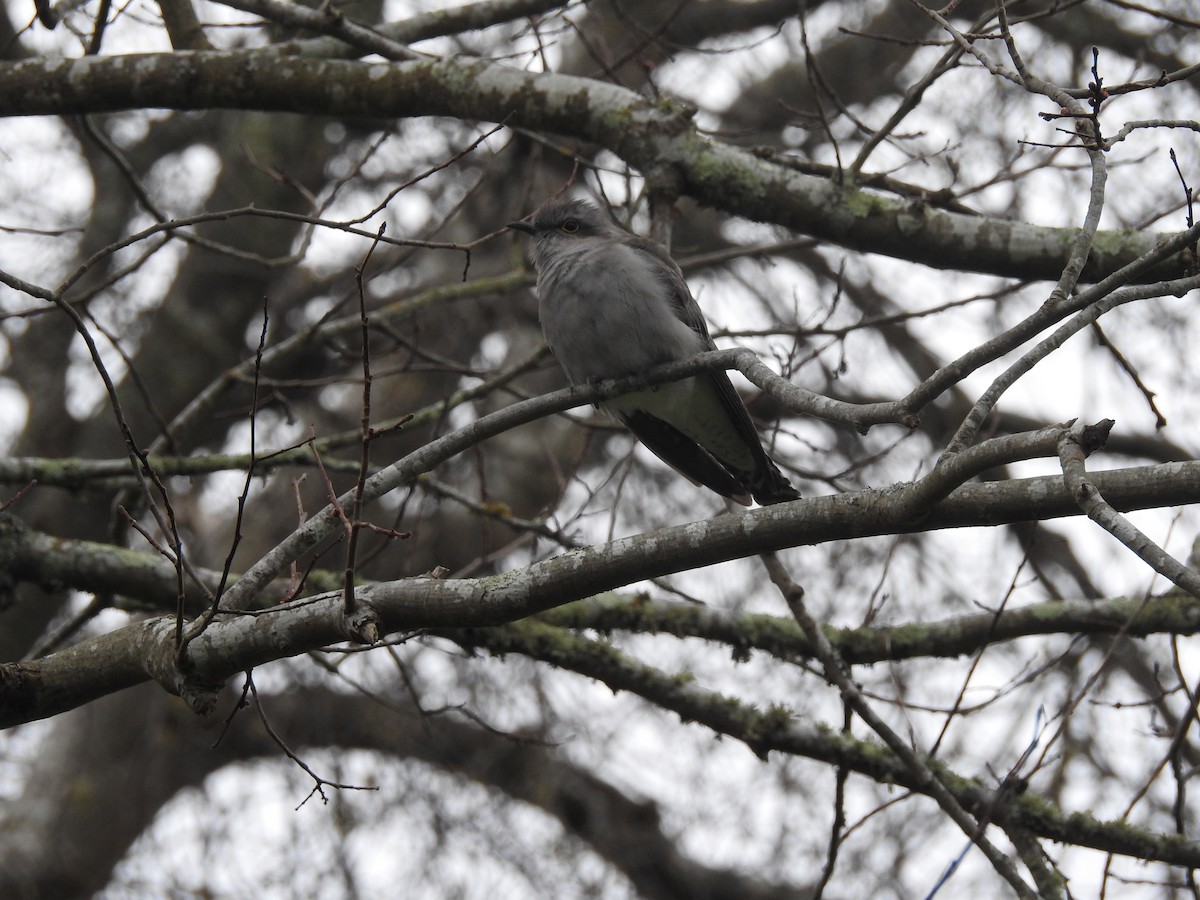 Pallid Cuckoo - ML623459025