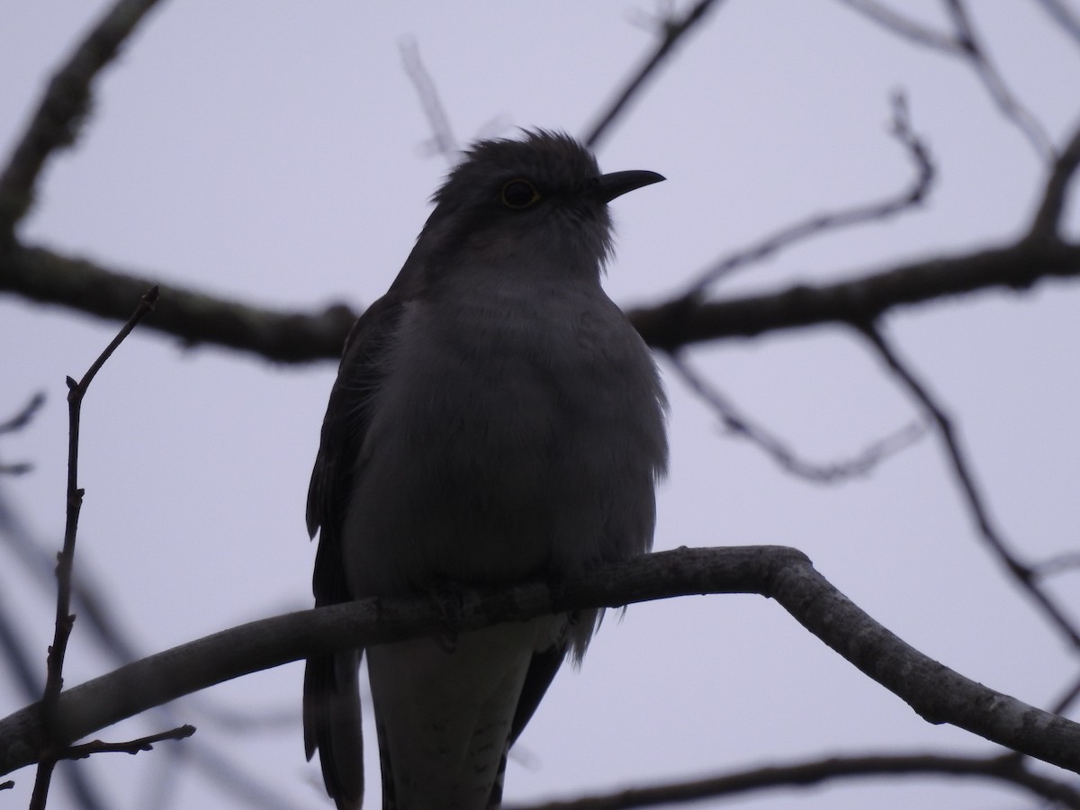 Pallid Cuckoo - ML623459036