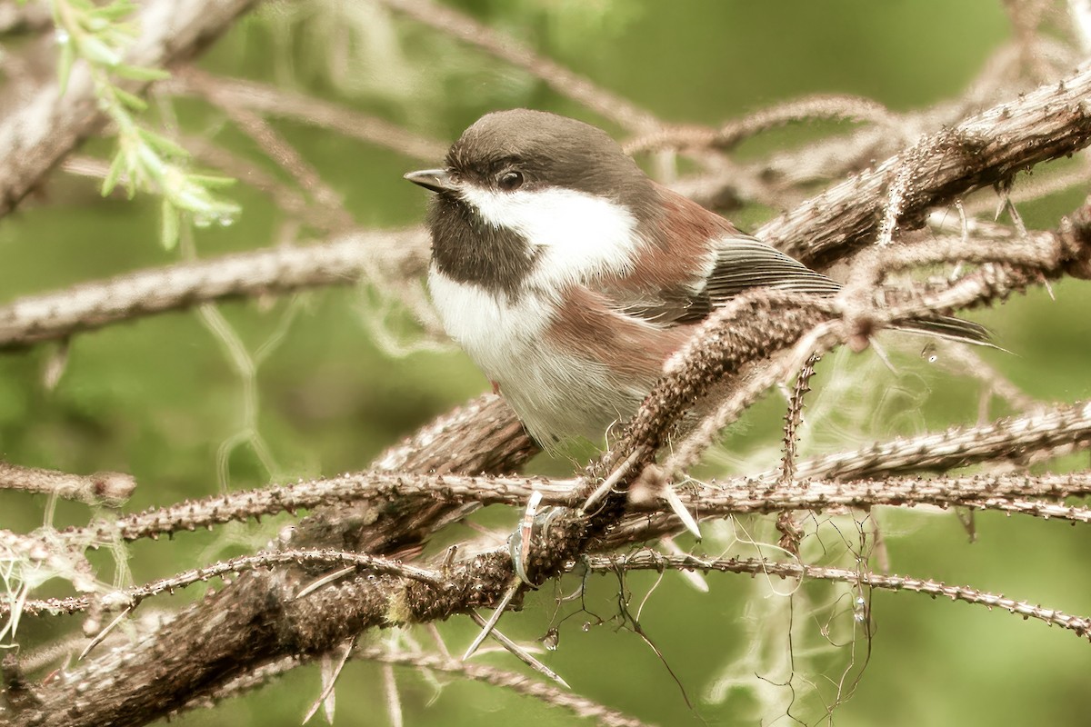 Chestnut-backed Chickadee - ML623459051