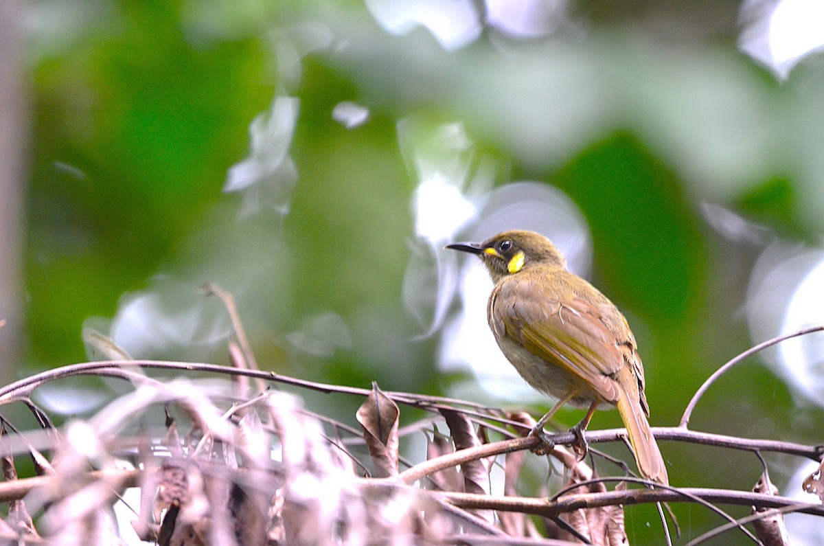 Yellow-spotted Honeyeater - ML623459056