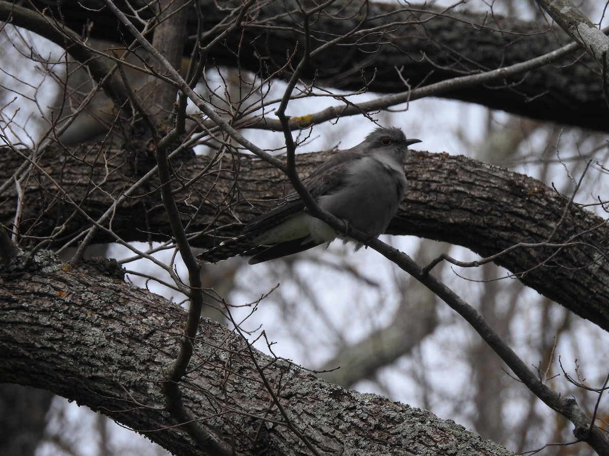 Pallid Cuckoo - ML623459057