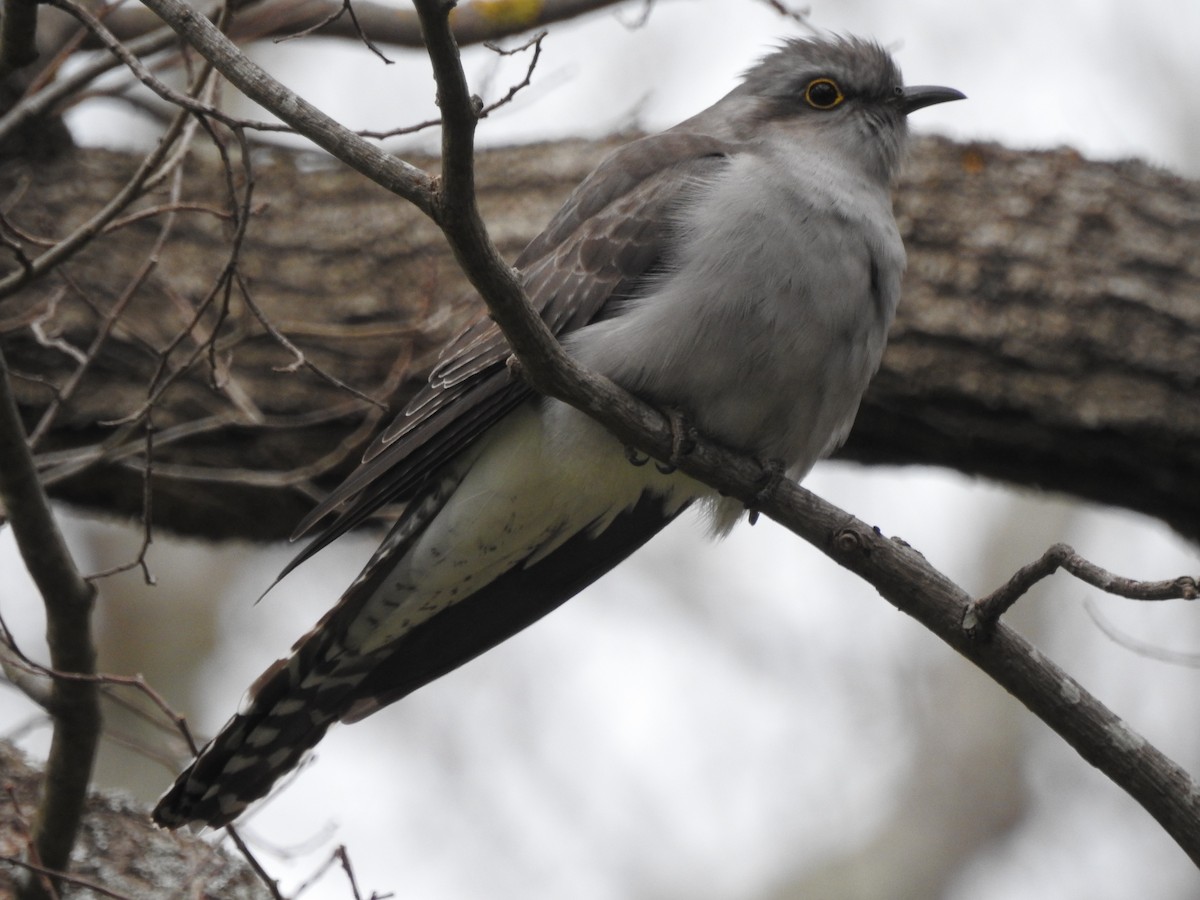 Pallid Cuckoo - ML623459065