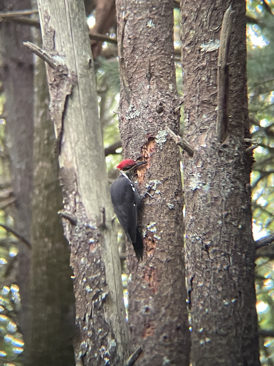 Pileated Woodpecker - ML623459066