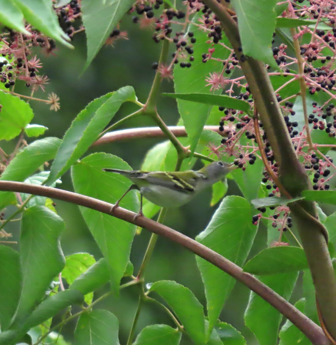 Chestnut-sided Warbler - ML623459139