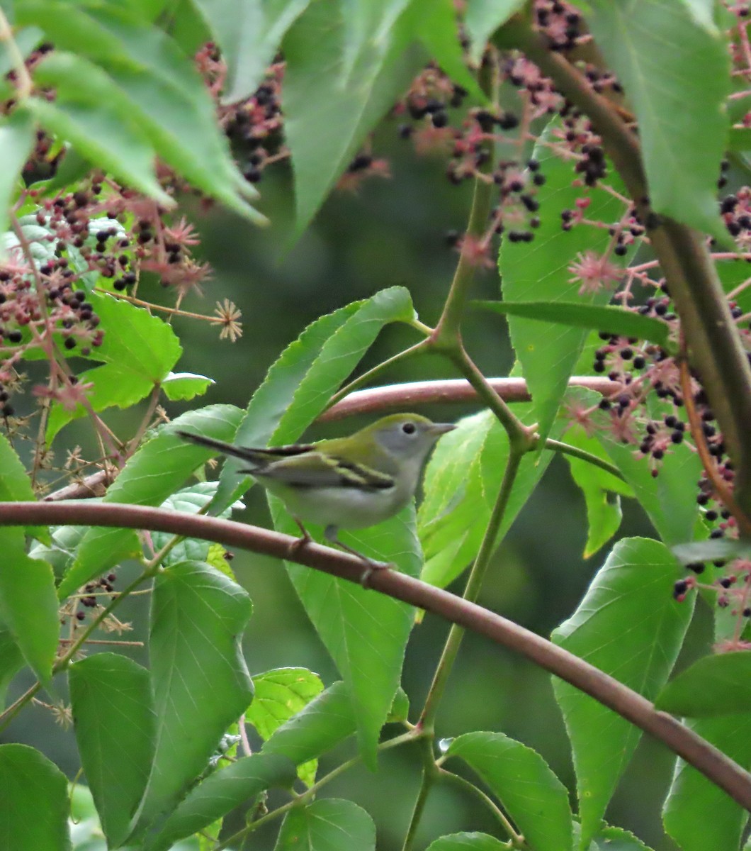 Chestnut-sided Warbler - ML623459140