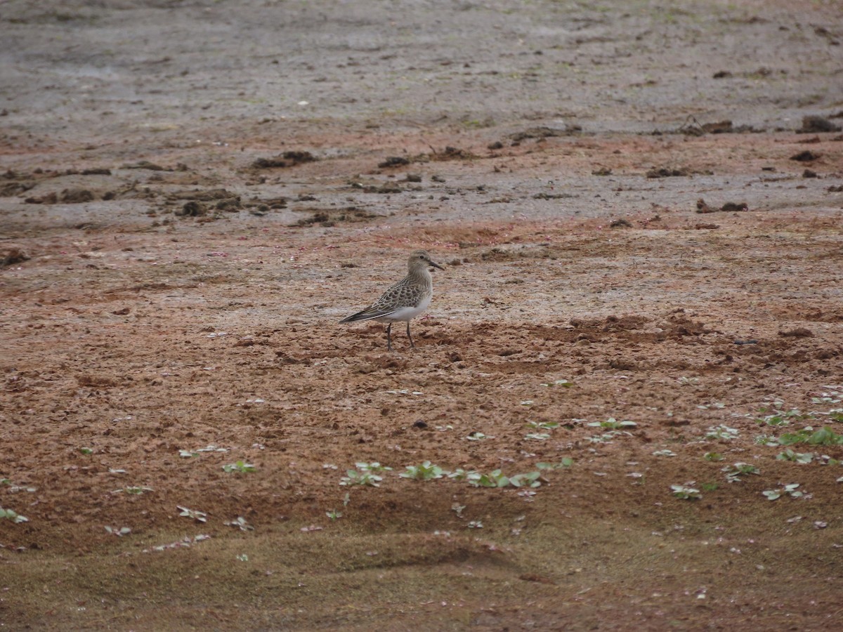 Baird's Sandpiper - ML623459170