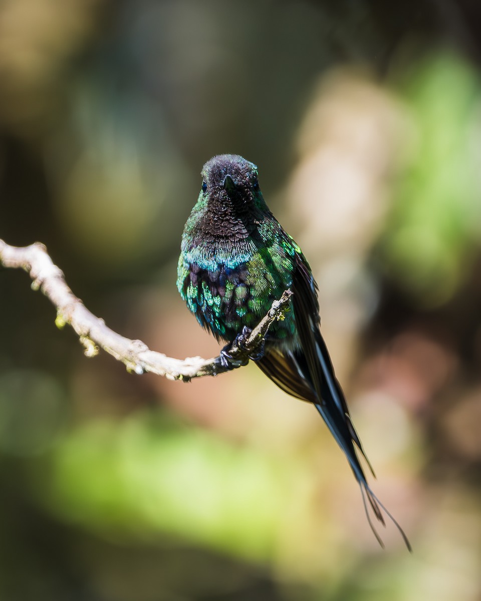 Green Thorntail - ML623459250