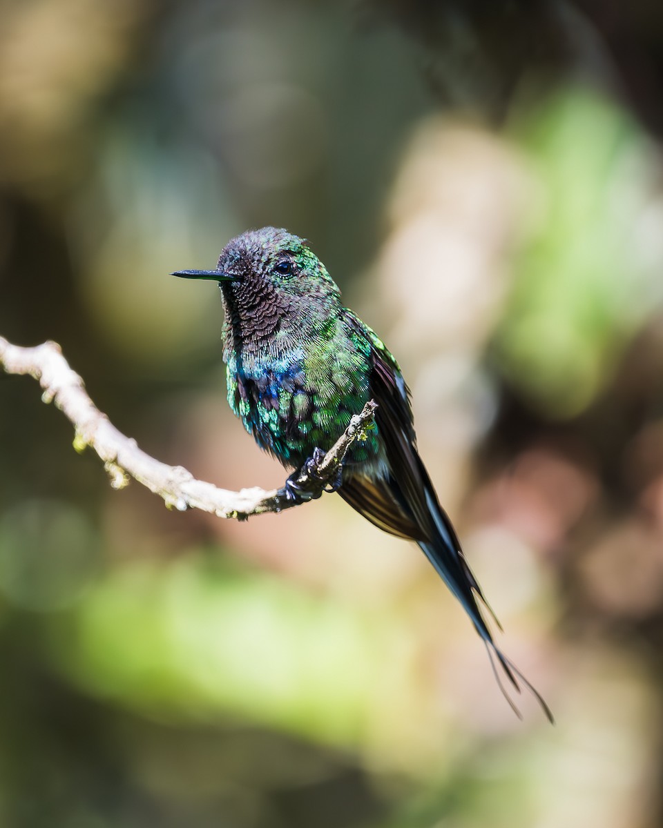 Green Thorntail - ML623459251
