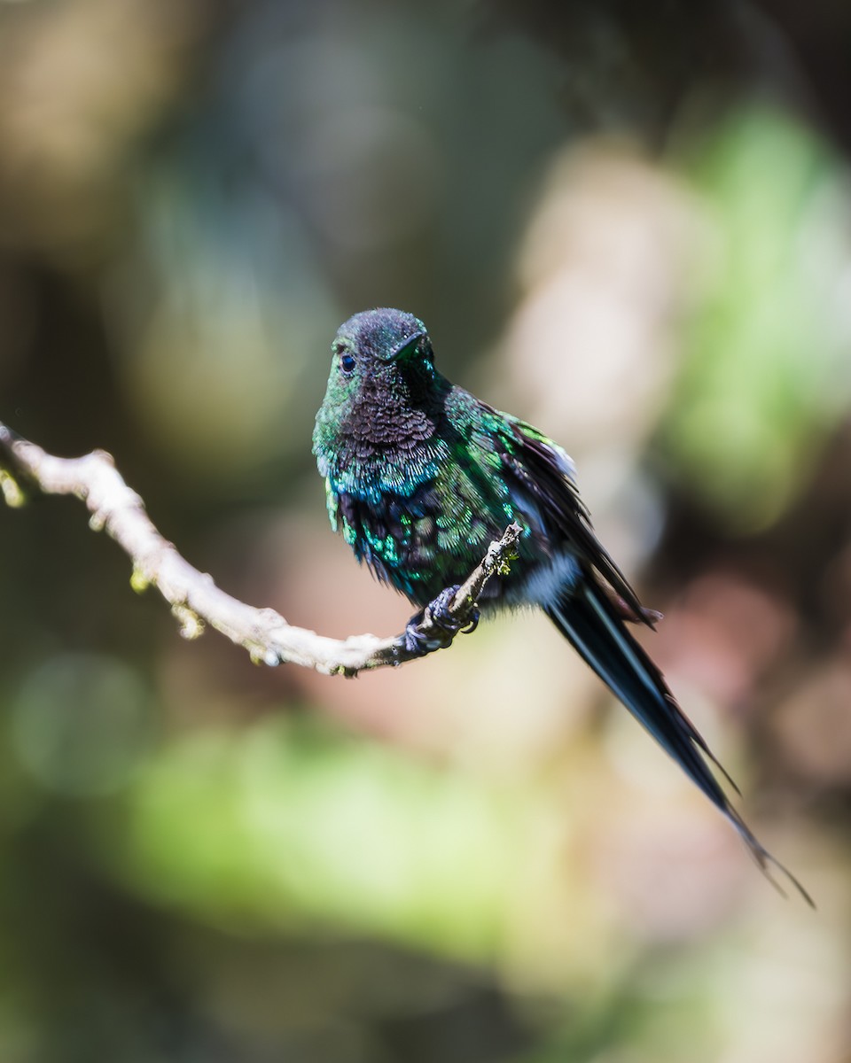 Green Thorntail - ML623459252