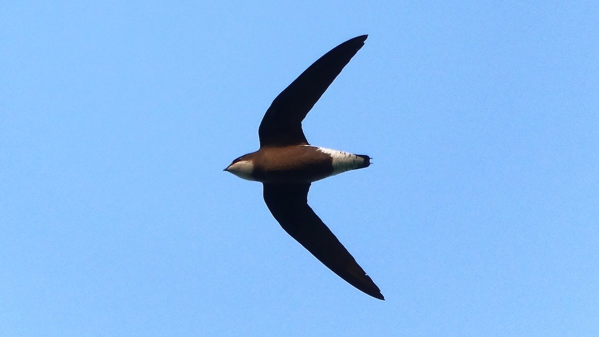 White-throated Needletail - ML623459257