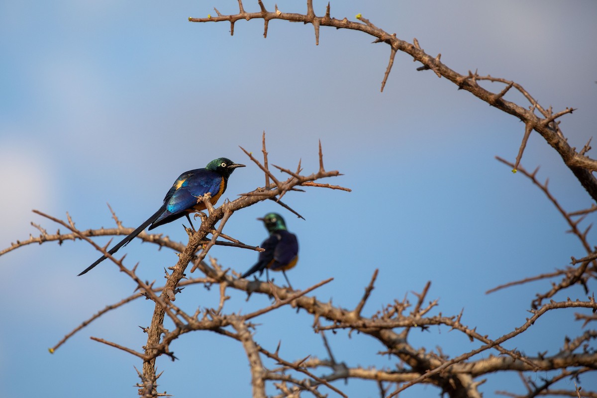 Golden-breasted Starling - ML623459258