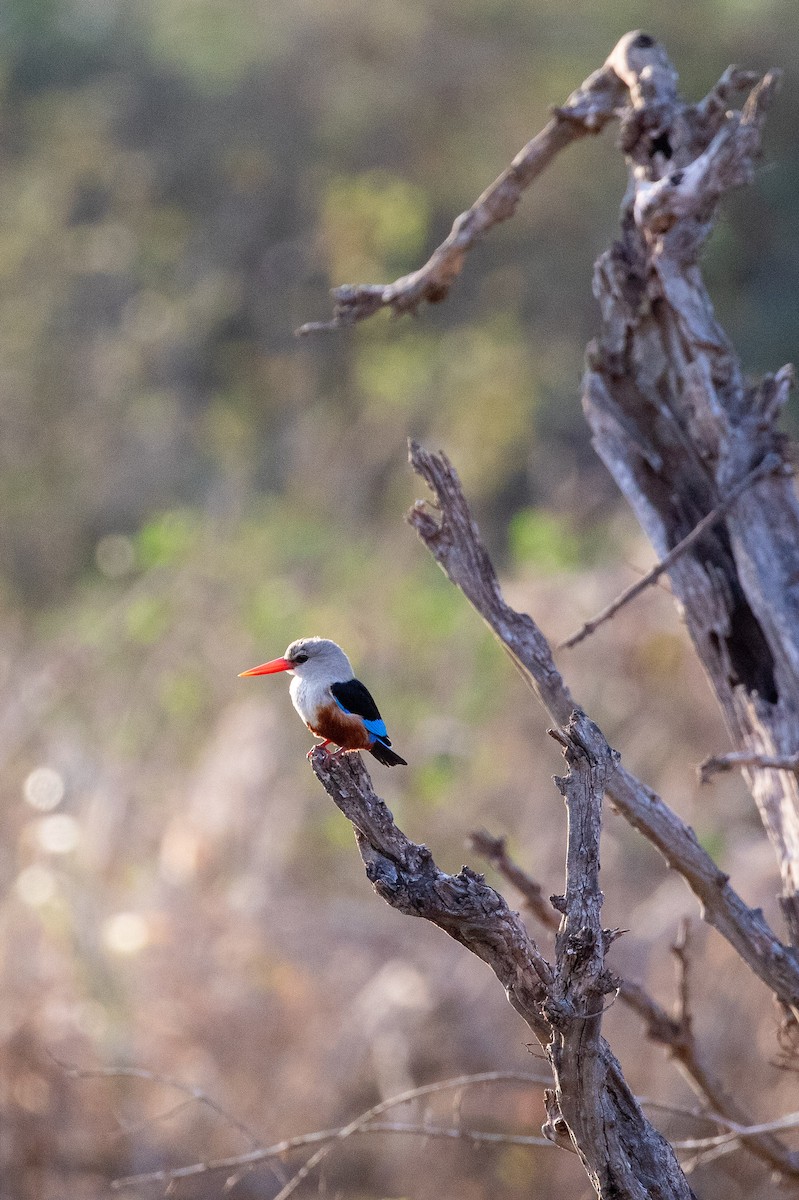 Gray-headed Kingfisher - ML623459266