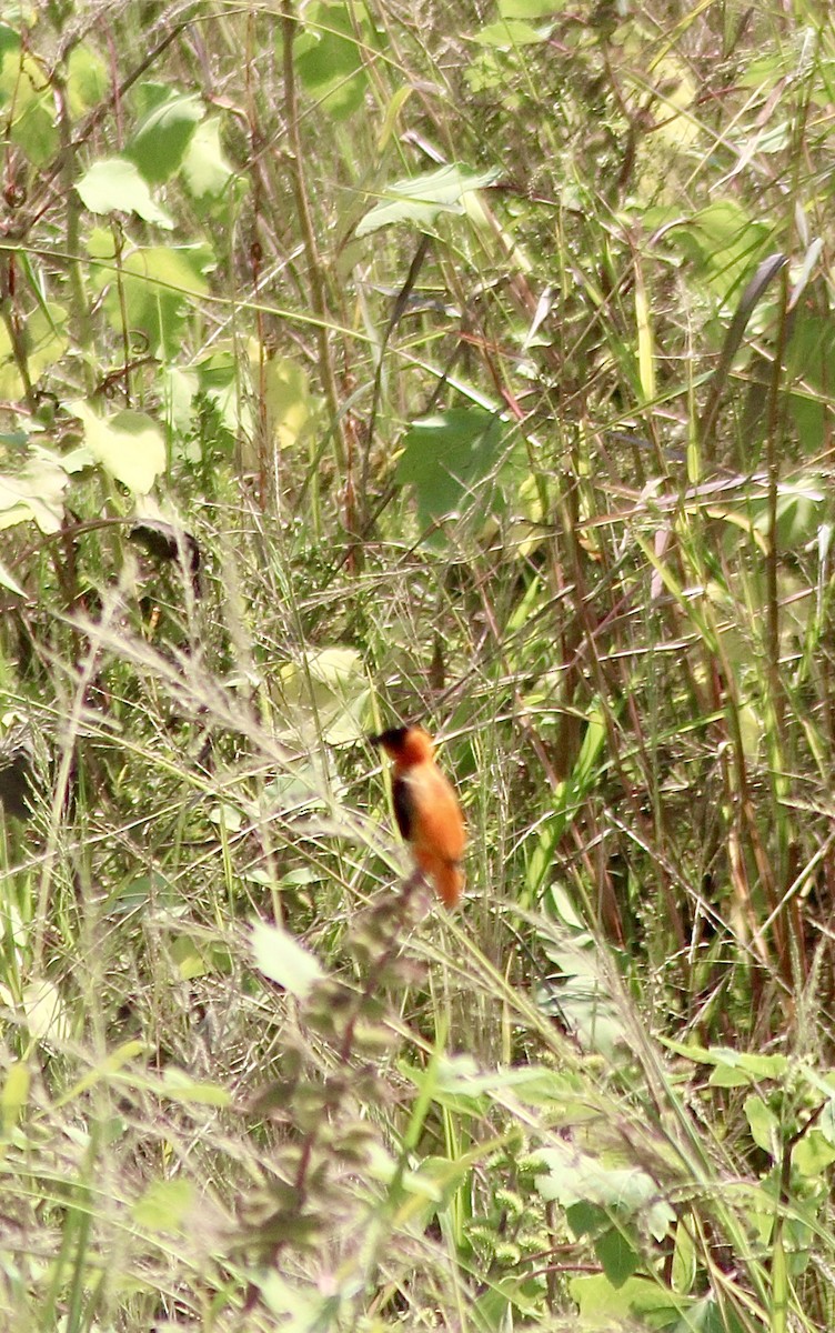 Vescovo arancio - ML623459293