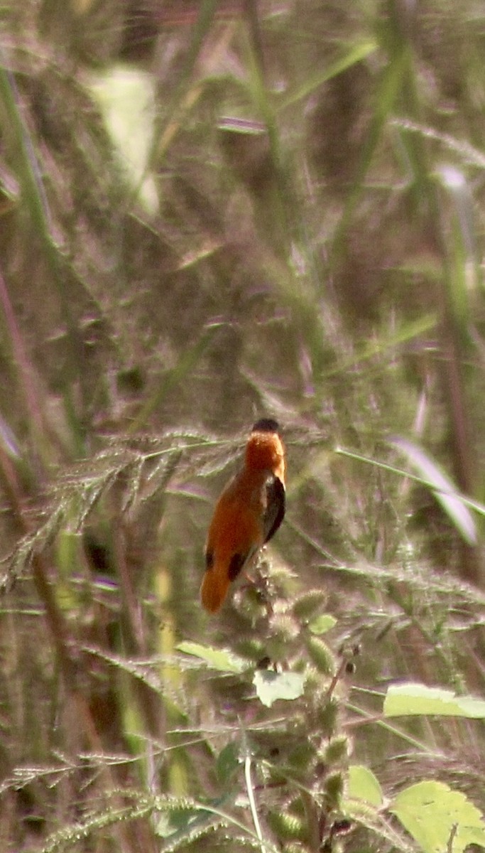 Vescovo arancio - ML623459294