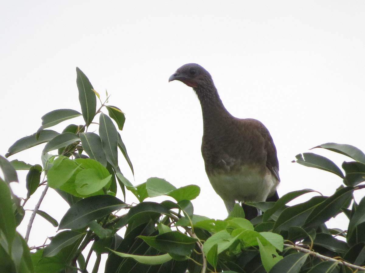 Chachalaca Ventriblanca - ML623459297