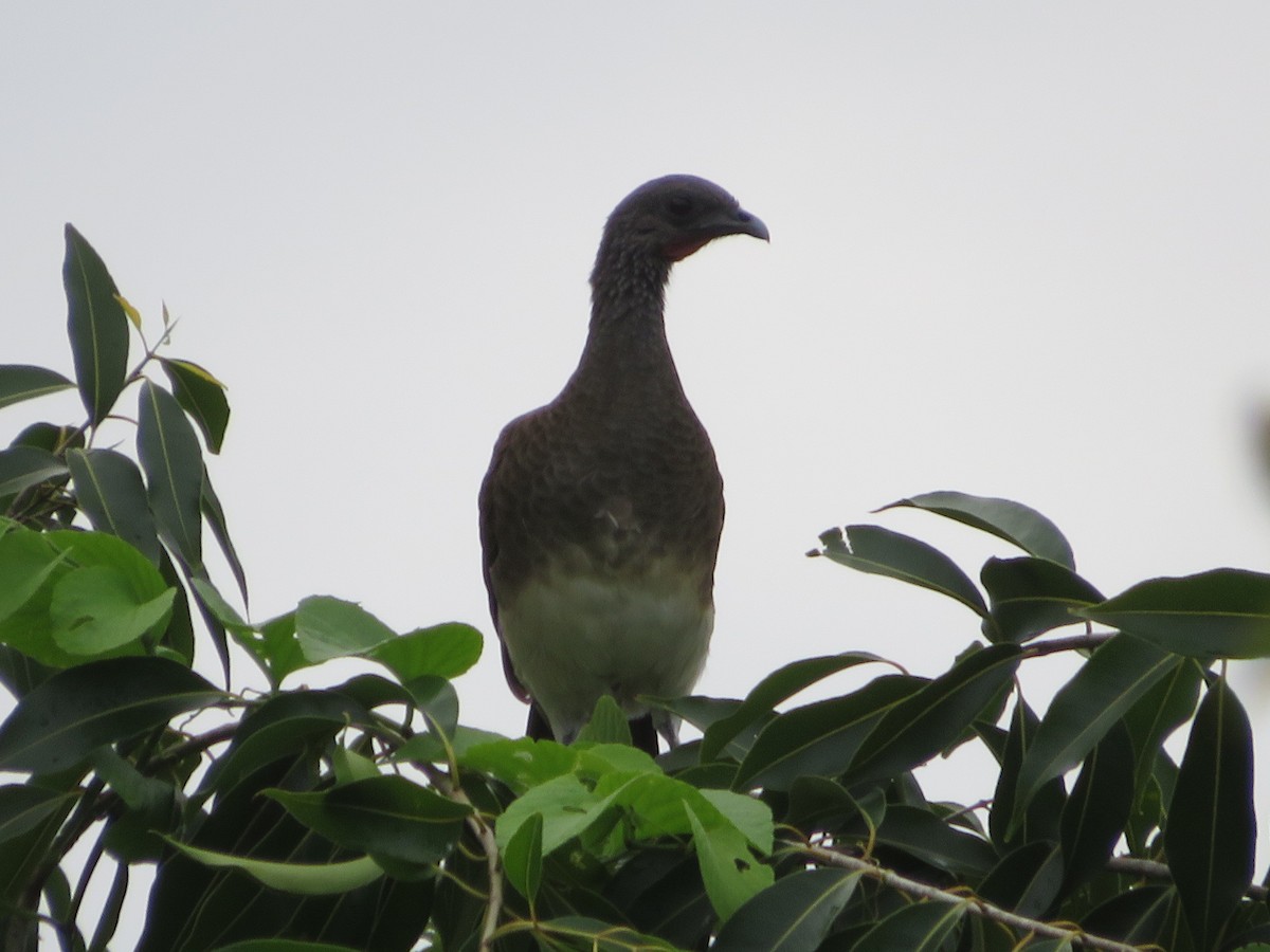 Chachalaca Ventriblanca - ML623459298