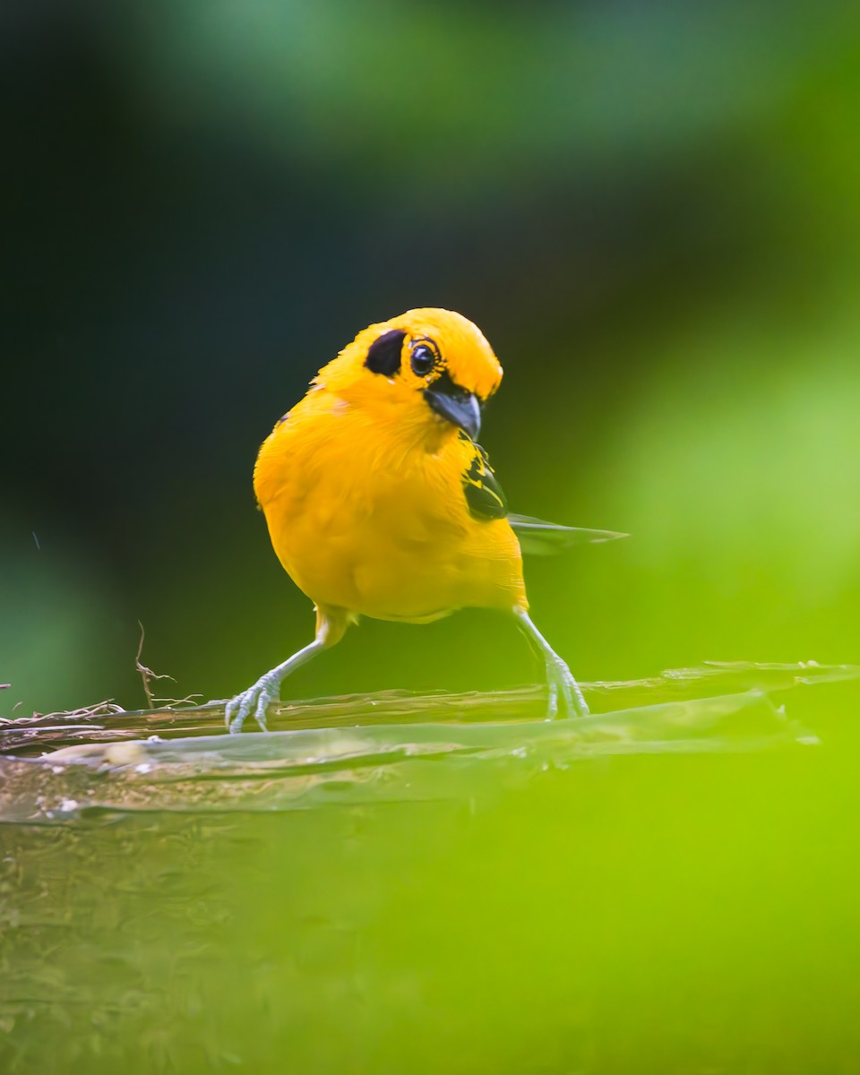 Golden Tanager - ML623459321