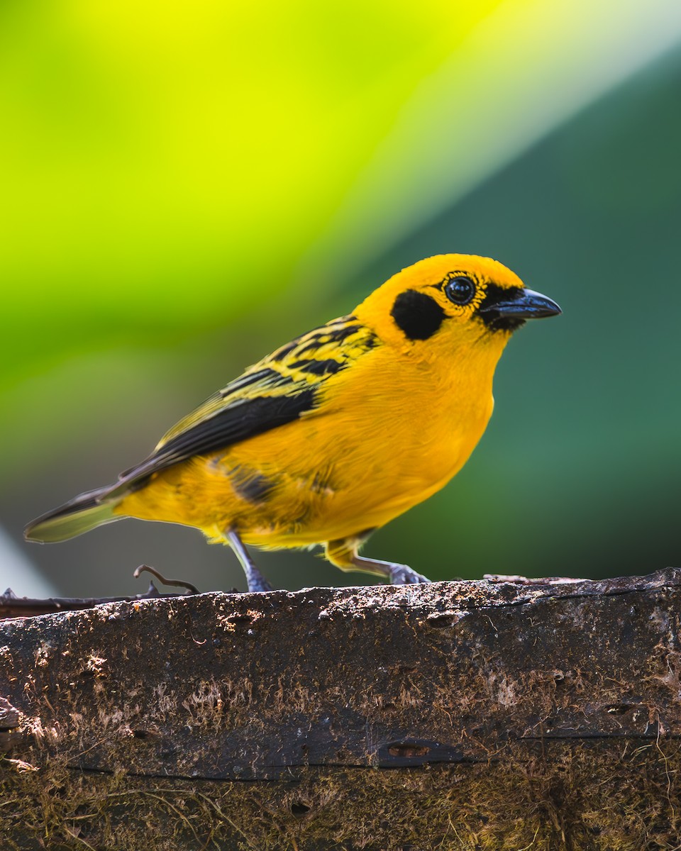Golden Tanager - ML623459322
